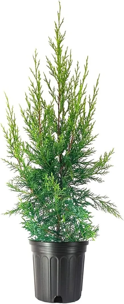 Keteleeri Juniper Live Gallon Size Tree 1 plant - £52.03 GBP