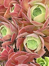 Live Plants & Cutting Succulent Aeonium BLUSHING BEAUTY Garden & Wedding - $19.80+