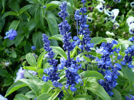 Berynita Store Sage Blue Flower Salvia Farinacea 150 Seeds   - £6.01 GBP