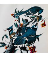 1979 Blue Jay Color Plate Print Audubon Birds Of America Vintage Art F15L - €12,89 EUR