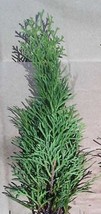 Lot of (4) Emerald Green Arborvitae 3&quot;-5&quot; Tree Seedlings - $62.50