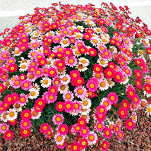 200Seeds Argyranthemum Frutescens seeds Marguerite daisy, so pretty - $30.00