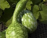 10 Seeds   Speckled Swan Gourd Seeds Non Gmo Heirloom Fast Shipping - £7.20 GBP