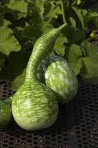 10 Seeds   Speckled Swan Gourd Seeds Non Gmo Heirloom Fast Shipping - £6.95 GBP