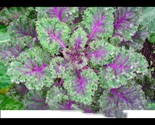 300 Red Russian Kale Seeds Heirloom Fast Shipping - $8.99