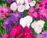 Spiderwort &#39;Shimmer Mix&#39; 25 Seeds Hardy And Beautiful Perennial Tradesca... - £4.73 GBP