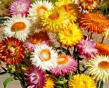 400 Seeds Strawflower Mix Flower Seeds Wildflower Dried Cut Flowers Gard... - $8.99