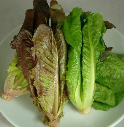 Exotic 500 Lettuce Seeds Red Romaine Romaine Lettuce (Lactuca sativa)Sal... - $3.10