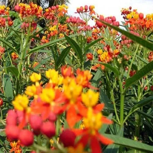 Butterfly Weed Seeds Mexican (Asclepias Curassavica) 100 Flower Seeds Fresh - £8.49 GBP