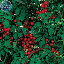 100 Seeds Sweetie Tomato Cherry Fruit Gardening - £4.64 GBP