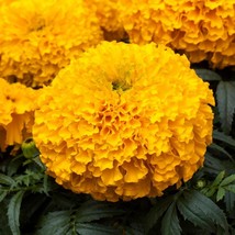 USA Seller 25 Marigold Seeds Marigold Big Top Gold African Marigold Flower Seeds - $19.85