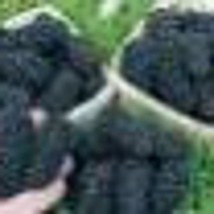 25 Worlds Largest Blackberry Fruit Seeds Fresh Seeds Fast Shipping - $15.99