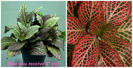 Red Veined Nerve Live Plant House Plants Indoor Garden Best Gift - C2 - £37.58 GBP