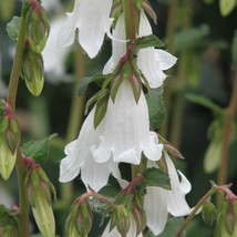 Campanula Alliarifolia Ivory Bells Seed US Fast Shipping - $10.48