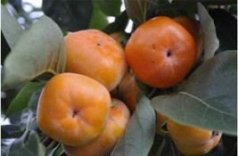 100Pcs Asian Persimmon Seeds Fresh Seeds Fast Shipping - £10.96 GBP