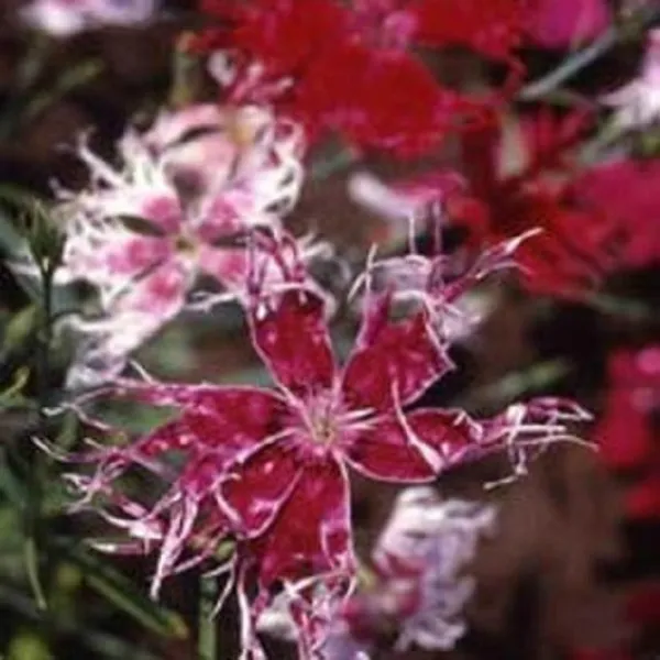 500 Dianthus Seeds Spooky Mix Flower Seeds - $13.00