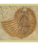 Large Stencil Ammonite Fossil - Raised plaster stencils for walls - Plas... - $39.78 CAD