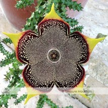 Edithcolea Grandis Succulent Carrion Flower Seeds approx 15 Seeds   Pack... - $5.78