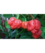 15 Seeds Trinidad Moruga Scorpion Worlds Hottest! World Record! Fresh 20... - $54.17 MXN