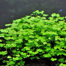 Aquarium Live Plant Decoration Hydrocotyle Tripartita Potted Tropical Fr... - $25.00