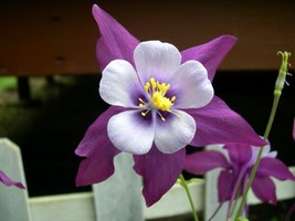 Fresh 50 Purple White Columbine Seeds Flower Flowers Seed Bloom 151 US US Seller - £8.44 GBP