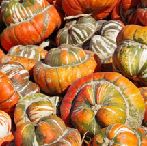 FA Store 12 Seeds Gourd Turk’S Turban Heirloom Huge Decorative Edible Usa - £8.85 GBP