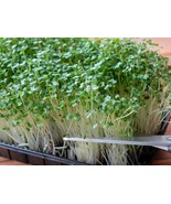 Kale Microgreen Seeds - Organic &amp; Non Gmo Kale Seeds - Heirloom Seeds – ... - £2.11 GBP
