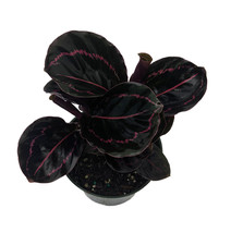 4&quot; Pot - Dottie Rose Painted Prayer Plant - Calathea roseopicta &#39;Dottie&#39; - Easy - £63.92 GBP