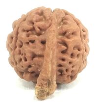 Ganesha Rudraksha / Ganesh Rudraksh - Collector Size Nepal - IGL Certified - $89.09