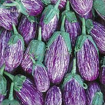 100 Seeds Listada De Grandia Purple White Eggplant Vegetables Beautiful - £5.31 GBP