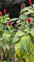 Capsicum frutescens - HOT &quot;Wild bird pepper&quot; 50 seeds  - $73.62 MXN