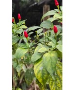 Capsicum frutescens - HOT &quot;Wild bird pepper&quot; 50 seeds  - $3.95