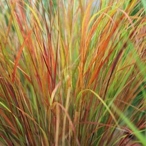 Anemanthele Lessoniana Sirocco Pheasants Tail Hair Grass 5 Seeds Fresh Seeds - $22.40