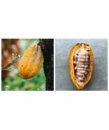 Big Cacao Yellow (Theobroma cacao) live tropical tree  - $125.81 CAD
