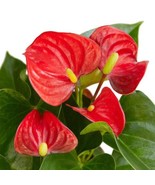 Anthurium &#39;Red&#39; Housewarming Gift Easy Indoor Plants - £20.45 GBP