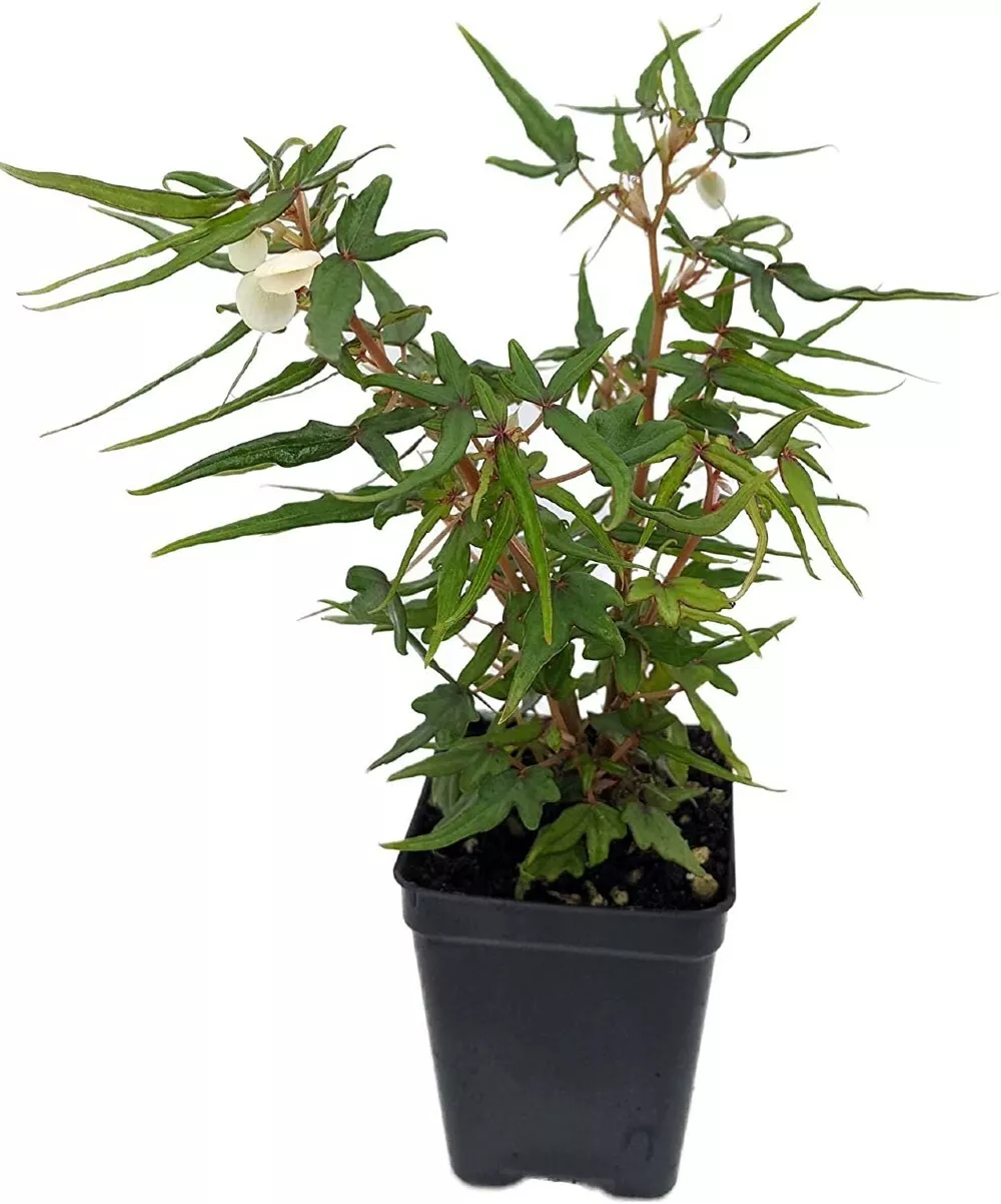 Begonia Plant Terrarium Mini Maple Leaf Fairy Garden Home Live Plant 2.5... - $33.85