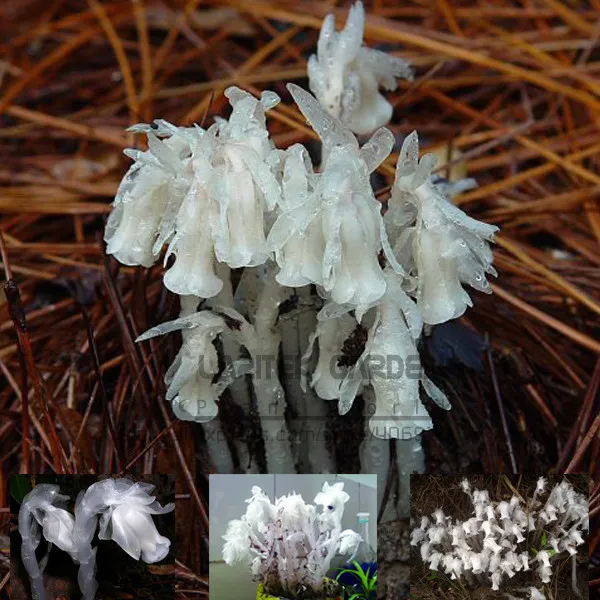 10 seeds Monotropa Uniflora Indian Pipe Cheilotheca Humilis White Flowers - $9.88