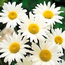 500 Seeds Shasta Daisy Quick Sprout Heirloom Fast Landscape Beauty - £6.72 GBP