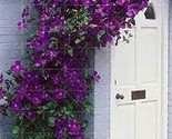 Climbing Jasmine Flower 20 PCS Seeds A4124 - $146.65 MXN