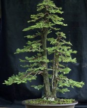 2 Sequoia coast red wood &amp; 1 Okame Bonsai Starter Kits - £45.00 GBP