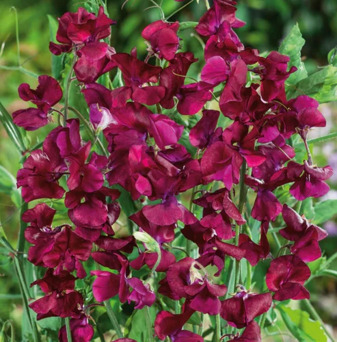 25 Seeds Sweet Pea Royal Scarlet Fragrant Climbing Vine Red Flowers Non-GMO - $6.99