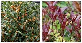 NEW! ( 1 ) - Apricot Echo Orange Tea Olive - Starter Plugs ( 1 Plant ) ( SM ) - £29.75 GBP