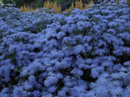 80 Ageratum Blue Mink Cloud Floss Flower Heat Tolerant &amp; Mosquito Repellant Flow - $12.93