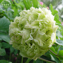 Light Green Peony Tree Flower Seeds Ball Type Big Blooms Plants Gardening - $6.22