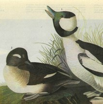 Bufflehead Ducks Bird 1946 Color Plate Print John James Audubon Nature D... - £31.78 GBP