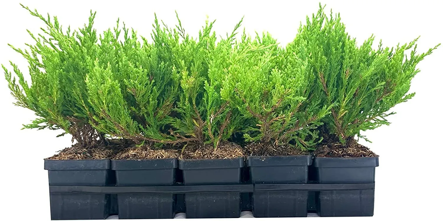 Juniper Andorra Compacta Quart Size Plants Juniperus Horizontalis - £26.59 GBP