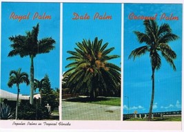 Postcard Popular Palms In Tropical Florida Royal Palm Date Palm Coconut Palm - £2.32 GBP