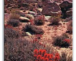 Indian Paintbrush In Bloom Southwestern Desert UNP Unused Chrome Postcar... - $1.93