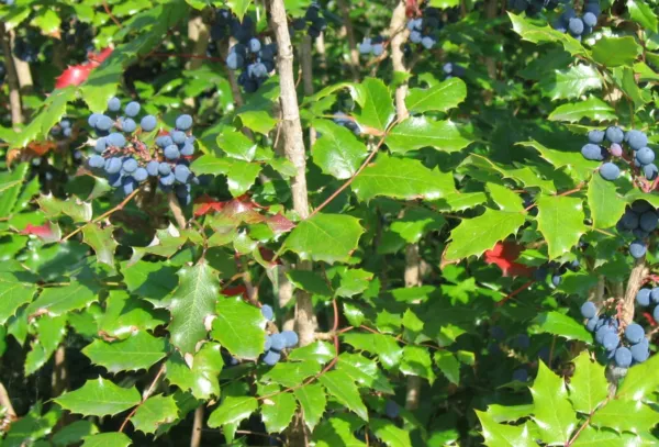 Tall Oregon Grape Mahonia Aquifolium 20 Seeds Fresh Seeds - £4.63 GBP