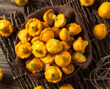  50 Early Yellow Bush Patty Pan Scallop Squash Seeds Pattypan Vegetable ... - $8.99